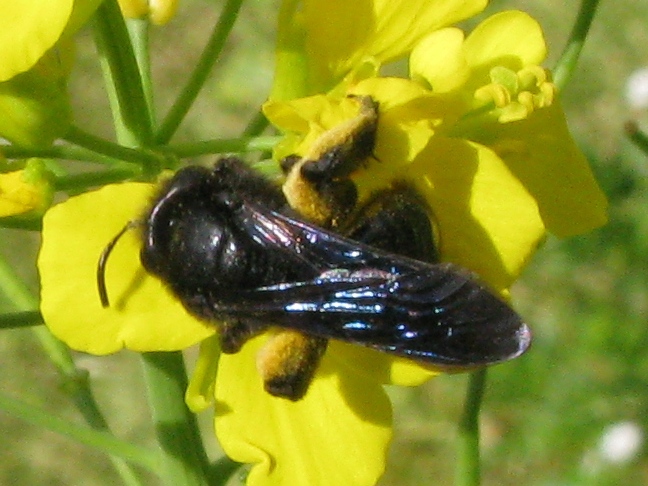 Andrena morio F (Apidae Andreninae)